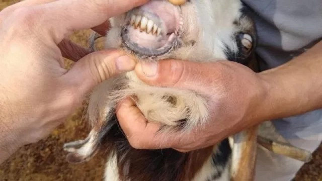 La región de Cuyo avanza en la creación de un Clúster Caprino con una inversión de 4,7 millones de pesos