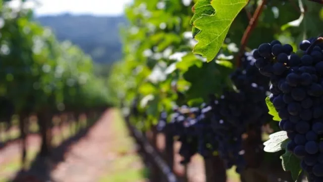 Presentaron un proyecto para extender la lucha contra la Lobesia Botrana