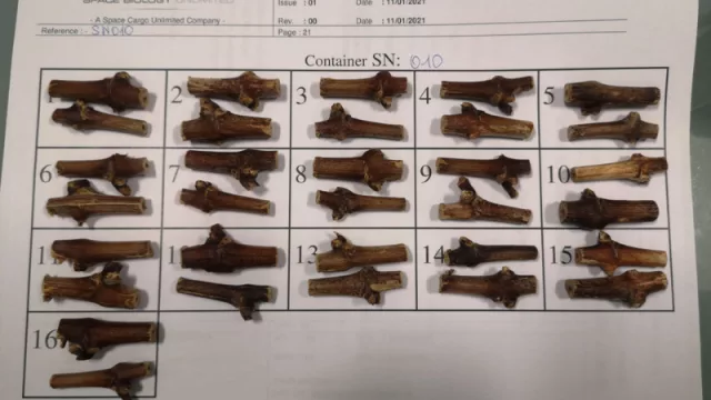 Plantas de vid del grupo Mercier (también con sede en Mendoza) viajaron al espacio y ya están de vuelta