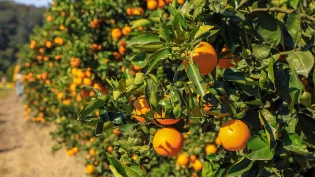 Ledesma lideró las exportaciones argentinas de cítricos en el 2020