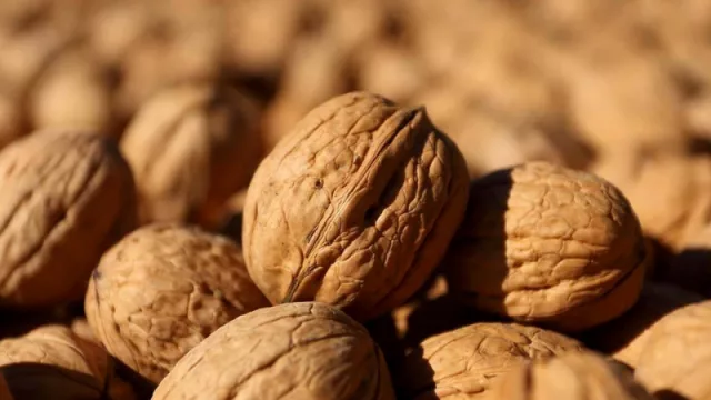 Mendoza Activa: el programa generó más de $1.200 millones en inversiones de agricultura y ganadería