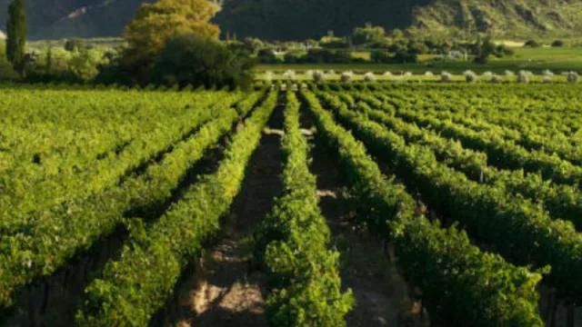 Bodegas de Argentina pide al Gobierno Nacional liberar los precios en góndola