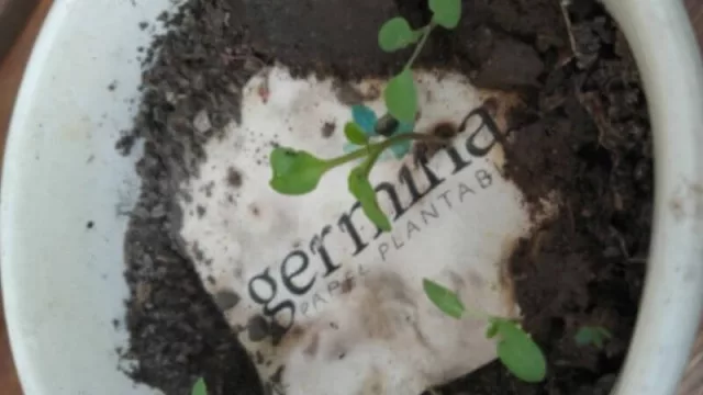 ¿Tenés un emprendimiento con perspectiva ambiental? Conocé más sobre “papel plantable”, una original opción para comunicar