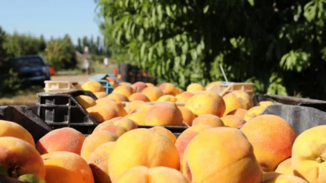 Dos diputados nacionales de Mendoza pidieron la restricción a la importación de duraznos industrializados