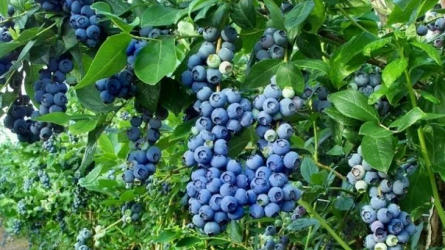 Se debatió sobre las exportaciones a España (cuánto exporta Tucumán)