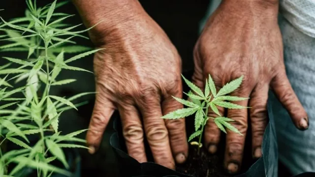  Un buen futuro para el cannabis industrial (UY supera los US$ 2,5 millones en exportación)