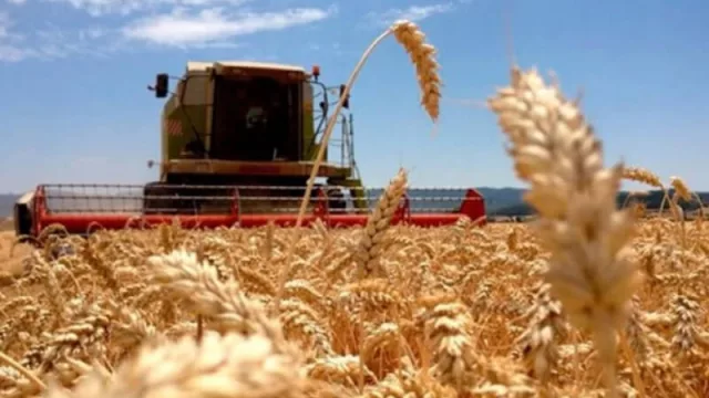 Estiman producción de 4,60 millones de toneladas de trigo en Bahía y zonas aledañas