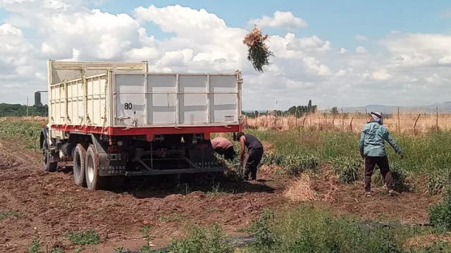 Cosecha de frutales, cultivos hortícolas e higiene y seguridad: comienzan las capacitaciones del programa “Reinventa”