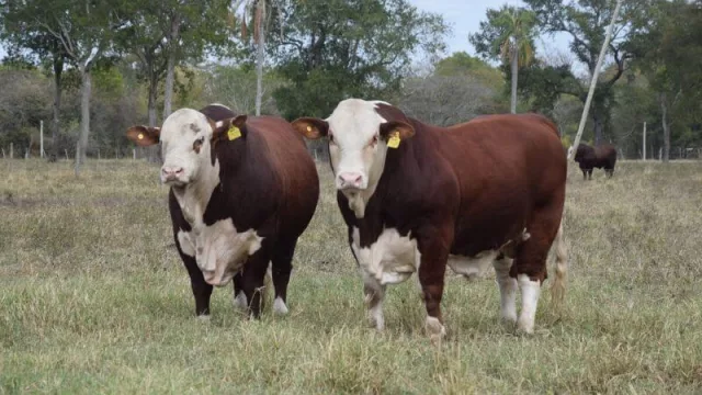 Con los Remates Ganaderos, el Gobierno correntino busca mitigar los efectos de la sequía