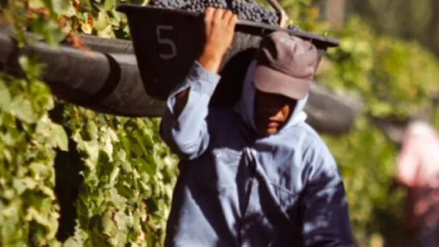 Contratistas y obreros de viña podrán tener jubilación anticipada y más derechos