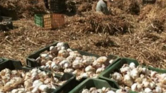 Se presentó el registro de trabajadores mendocinos a empresarios del ajo