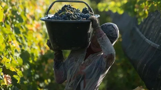 Ampliación de derechos a contratistas y trabajadores de viña: avanzan proyectos de Fernández Sagasti 