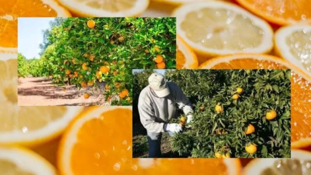 ¿La gente no quiere trabajar? Falta mano de obra en la cosecha de naranjas en Misiones