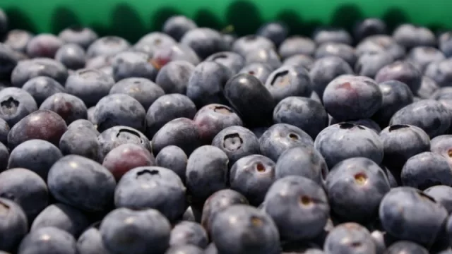 Se inscribió una nueva variedad de arándanos desarrollados en Tucumán