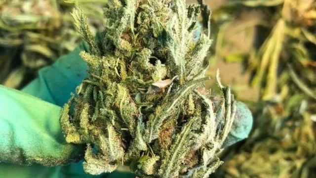 Los argentinos que se van a “trimmear” a California (la expectativa de volver con US$ 10.000)