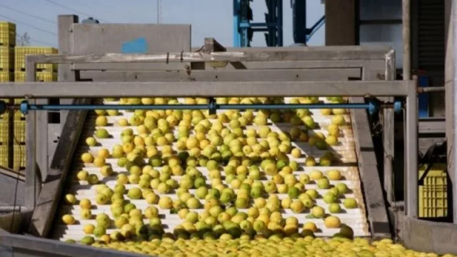 El limón marca el camino exportable: notable crecimiento en el primer semestre