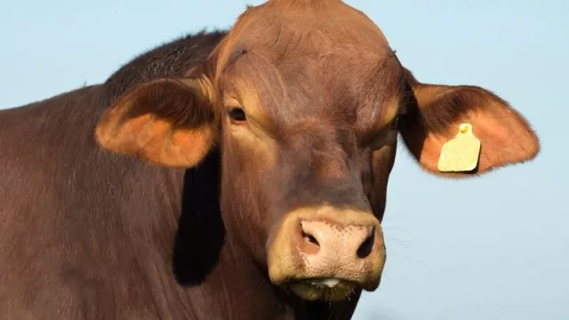 Ganaderos paraguayos piden paz para el campo y alegan que el norte no puede parar