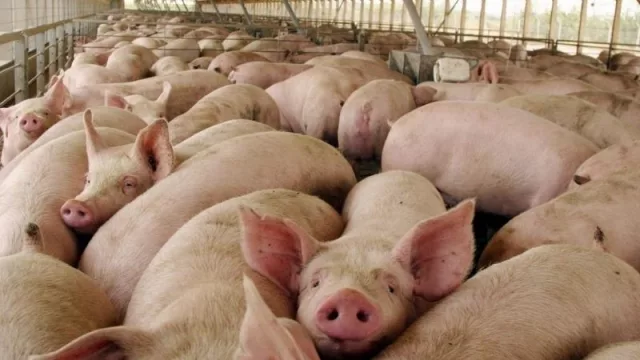 Salta se anotó en el plan para producir carne de cerdo para exportar a China