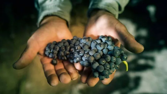 El INV realiza un relevamiento a fondo de la vitivinicultura argentina ¿De qué se trata? 