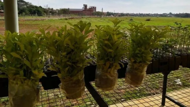 El Yerbal Urbano más grande del Mundo en la ciudad de Posadas en plena construcción 