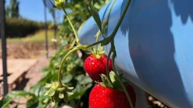Hidroponía, la forma de agricultura que promete revolucionar los cultivos en Mendoza ya está en la mira del Gobierno (una técnica con muchas ventajas y poco desarrollo)