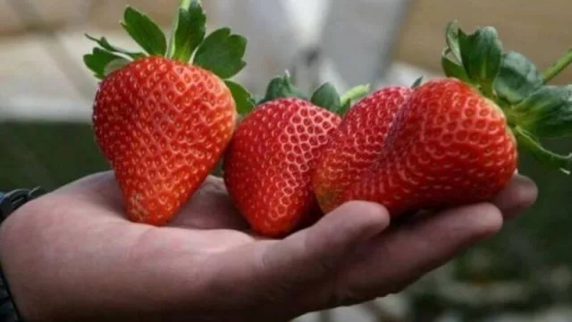 Chaco trabaja en un acuerdo con Danone para la producción de frutillas