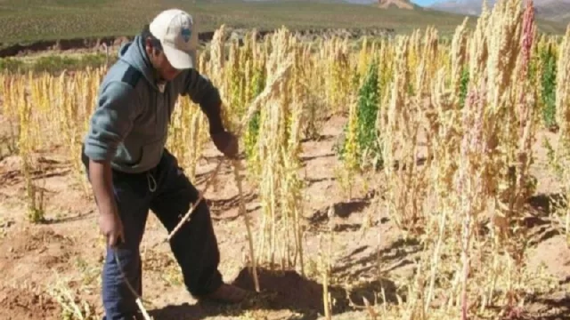 Agricultura familiar: $ 18 millones para financiar 5 proyectos productivos en Jujuy