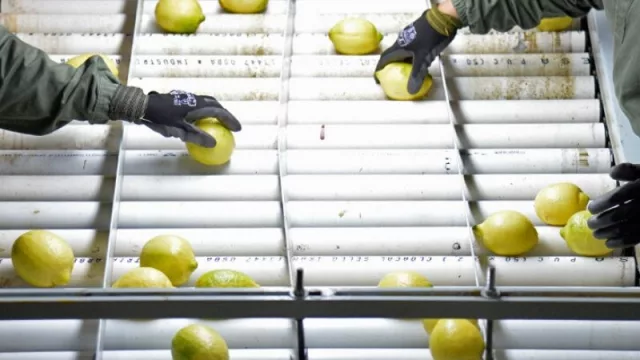 Fuerte impacto por la suspensión de exportación de limón a la Unión Europea