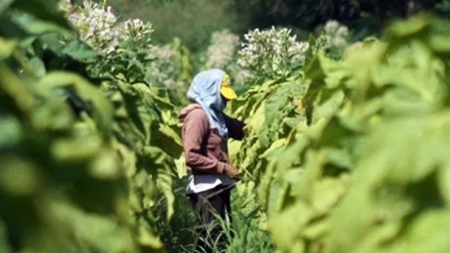 Incentivos a la producción local: descuento para pequeños tabacaleros jujeños