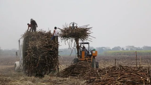  Zafra 2020 en pandemia: cambios, protocolos sanitarios y las expectativas productivas