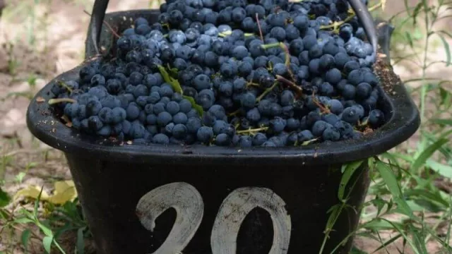 Para la bodega “Alto las Hormigas” la 2020 es una cosecha inolvidable (te contamos el porqué)