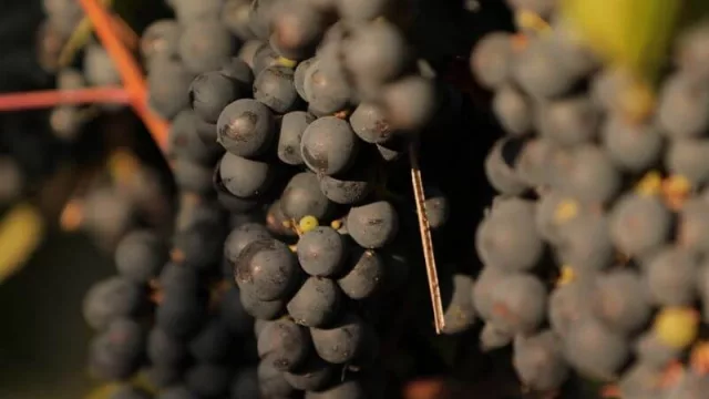 #QueElBrindisNoPare: así son los festejos hoy por el Malbec World Day