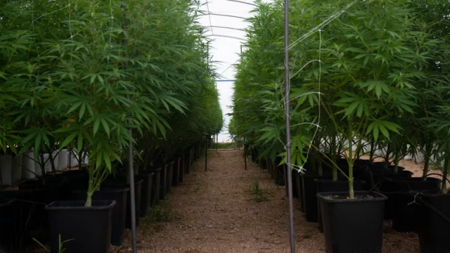 Cannabis también para dormir mejor (emprendedores uruguayos crearon Cannabizzz)