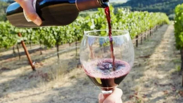 Los viñedos se transforman, agregan servicios y suman más personal