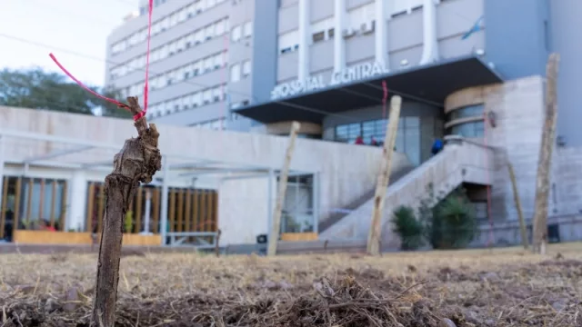 Los jardines del Hospital Central ahora tiene viñedos