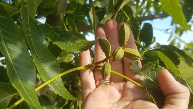 Siete mil kilos de nuez pecán de Colonia Popular fueron exportados a Dubai