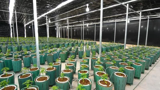 Cannava ya tiene nuevos Invernaderos para producir Cannabis Medicinal de la más alta calidad