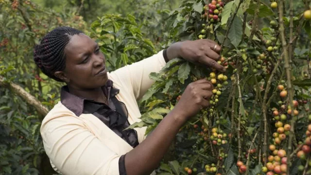 Nestlé lanza el plan Nescafé 2030 para impulsar la agricultura regenerativa, reducir las emisiones de gases y mejorar las condiciones de vida de los agricultores