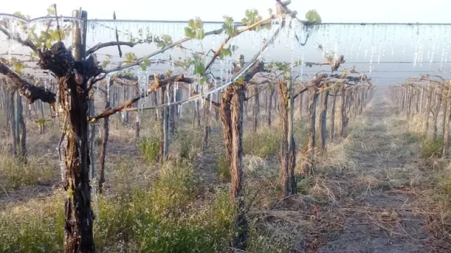 Mendoza declarada en Emergencia agrícola