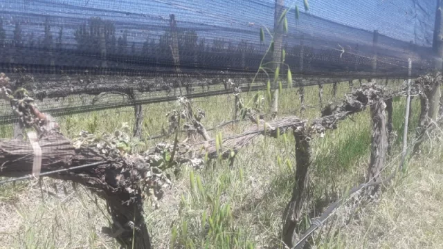 El impacto de las heladas tardías amenazaría la producción vitivinícola para esta vendimia