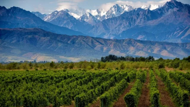 Mendoza será la sede del VIII Congreso Forestal Latinoamericano y V Congreso Argentino (el cual medirá su propia huella de carbono)