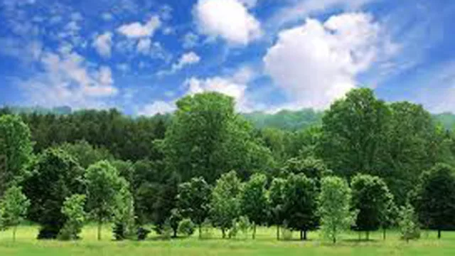 Mendoza, sede del VII Congreso Forestal Latinoamericano, un evento de carbono neutral