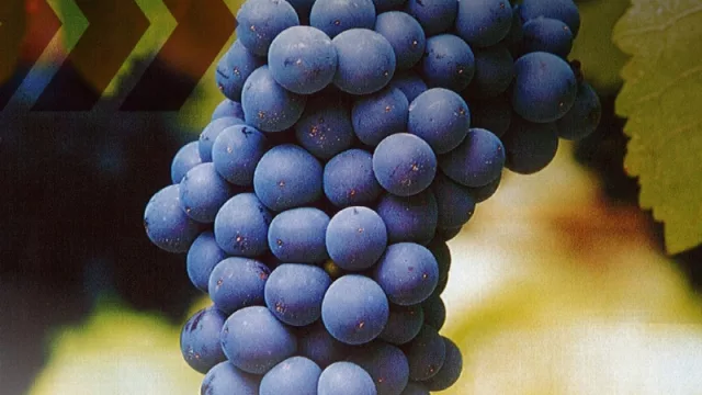 Syrah, su actualidad en Argentina (una variedad que conforma el 5% de las vid de Argentina)