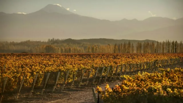 Vendimia 2023: El INV emitió los datos de estimación de producción de uva