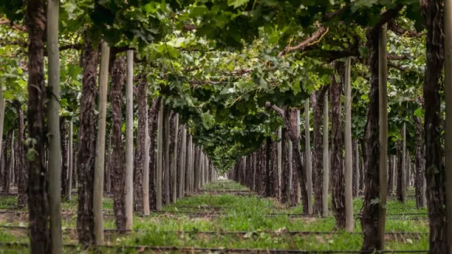 Finca Las Moras, la bodega sanjuanina que impulsa la economía circular