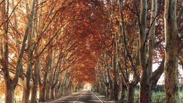 Mendoza: entre el bosque urbano y el ineficaz uso del agua