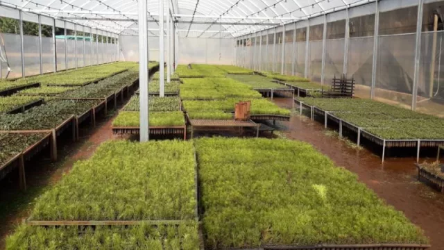 Cooperativa yerbatera misionera lanza producción de té verde (complementando su línea de yerba mate)