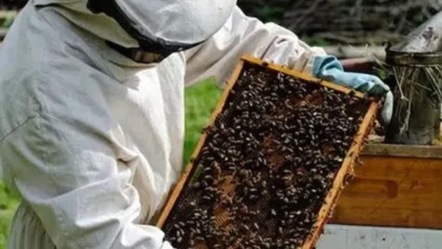 Más de 100.000 colmenas y 525 productores georreferenciados en Mendoza