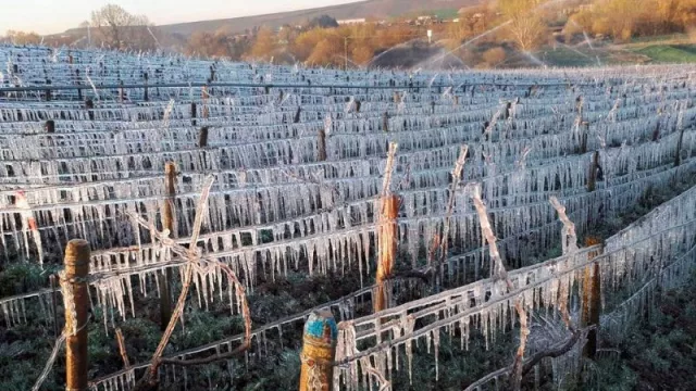 Riego: la herramienta más eficaz en protección antiheladas