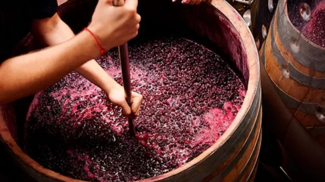 Producción de vino adulterado: ¿el mosto de uva se puede falsificar? (mirá como podés percibir un jugo de uva falso)